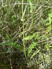 Cirsium heterophyllum