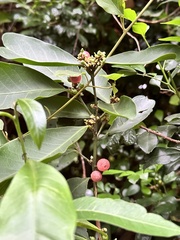 Glycosmis parviflora