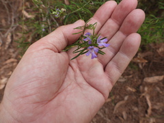 Westringia eremicola
