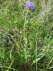 Cirsium heterophyllum