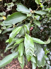 Glycosmis parviflora