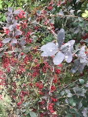 Berberis vulgaris
