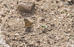 Muschampia proto