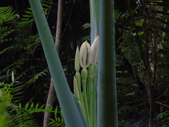 Alocasia macrorrhizos