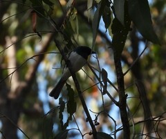 Myiagra rubecula