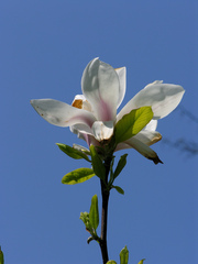 Magnolia × soulangeana
