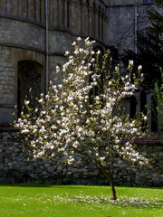 Magnolia × soulangeana
