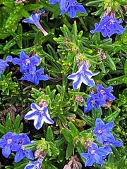 Glandora diffusa