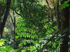 Caryota