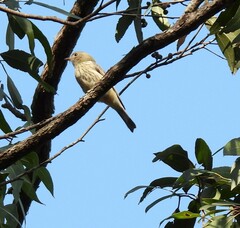 Pachycephala rufiventris