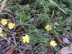 Hibbertia riparia