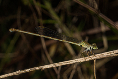 Ceriagrion glabrum