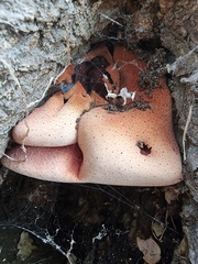 Fistulina hepatica