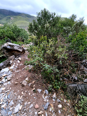 Olea europaea cuspidata
