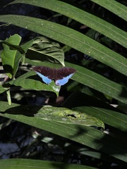 Tanaecia iapis
