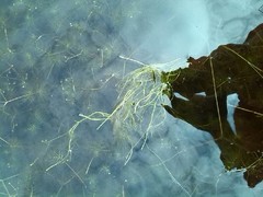 Helosciadium inundatum