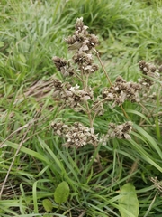 Marrubium peregrinum