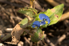 Commelina