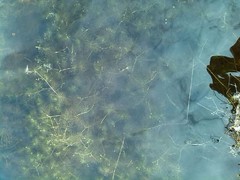 Helosciadium inundatum