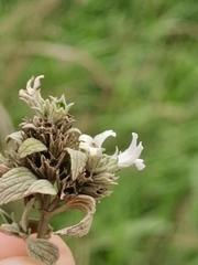 Marrubium peregrinum