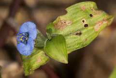 Commelina