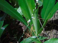 Amaryllidaceae
