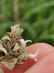 Marrubium peregrinum