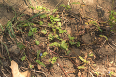 Commelina