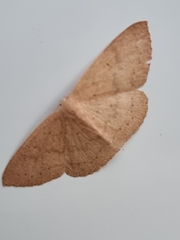 Cyclophora