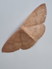 Cyclophora