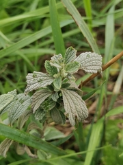 Marrubium peregrinum