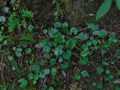 Hydrocotyle sibthorpioides