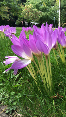 Colchicum