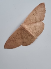Cyclophora