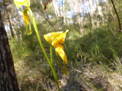 Diuris aurea