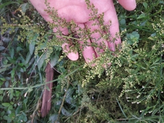 Artemisia annua
