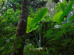 Alocasia macrorrhizos