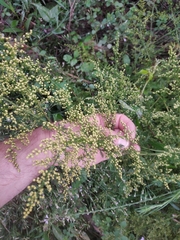 Artemisia annua