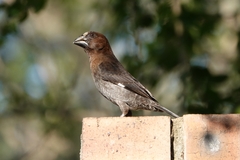 Amblyospiza albifrons