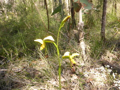 Diuris aurea