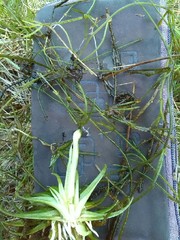 Eriocaulon aquaticum