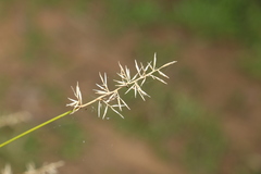 Aristida caput-medusae