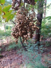 Rhus javanica