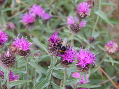 Bombus