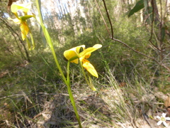 Diuris aurea