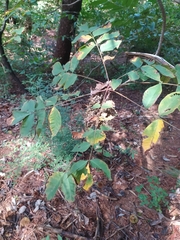 Rhus javanica