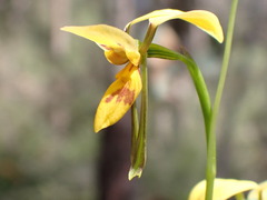 Diuris aurea