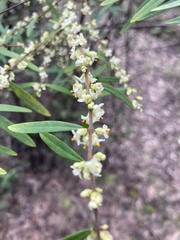 Pimelea axiflora axiflora