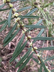 Pimelea axiflora axiflora