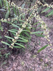 Pimelea axiflora axiflora
